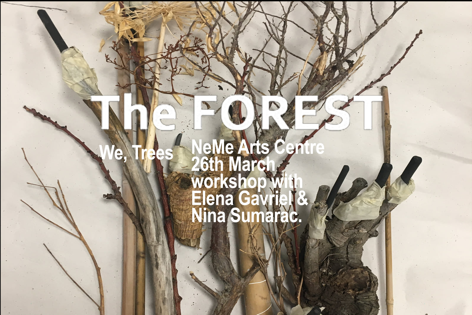 image The Forest opens today in Limassol