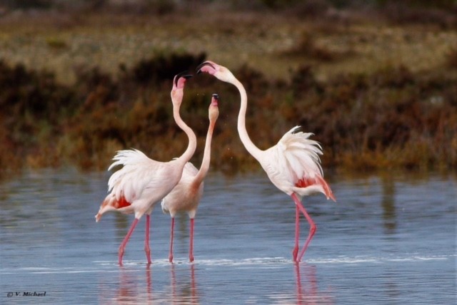 flamingos akr