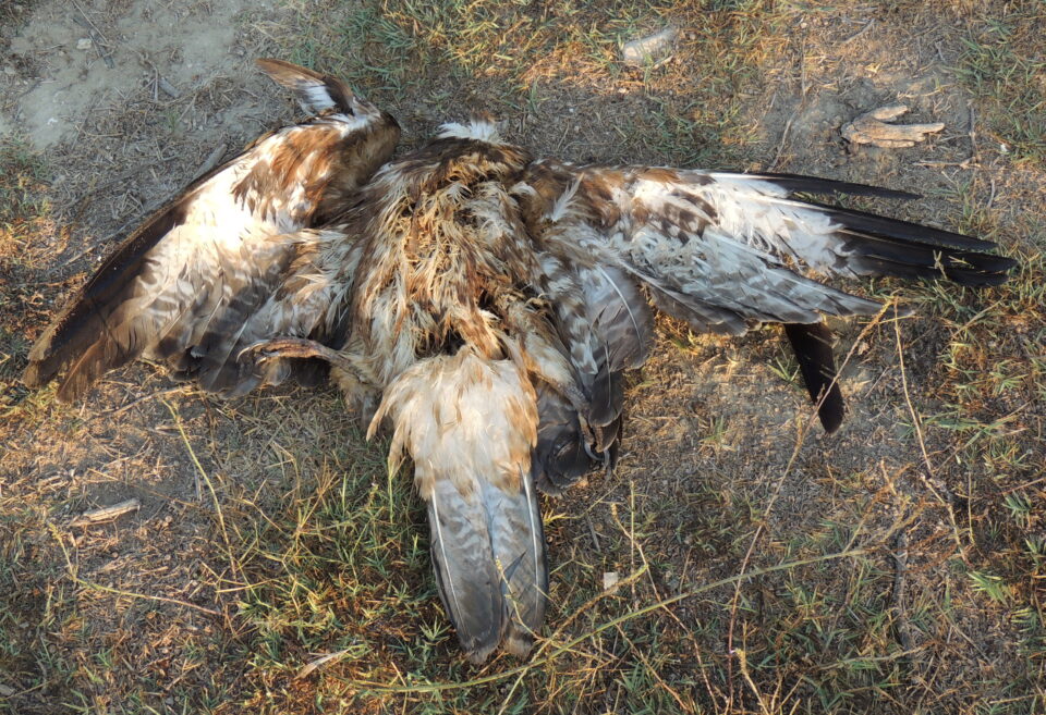 dead osprey achna