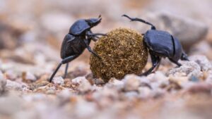 feature annette beetles rolling dung