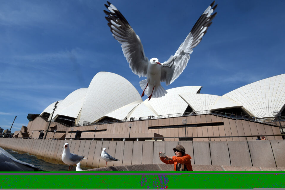 australian seagulls feces found to contain antibiotic resistant bacteria