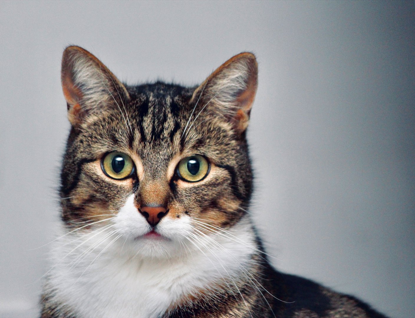 cover Physics and psychology of cats