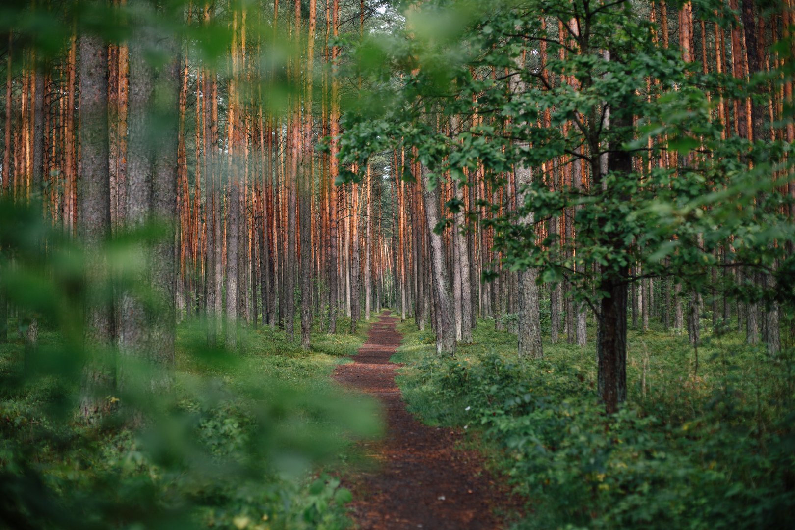 image Retreat into the forest