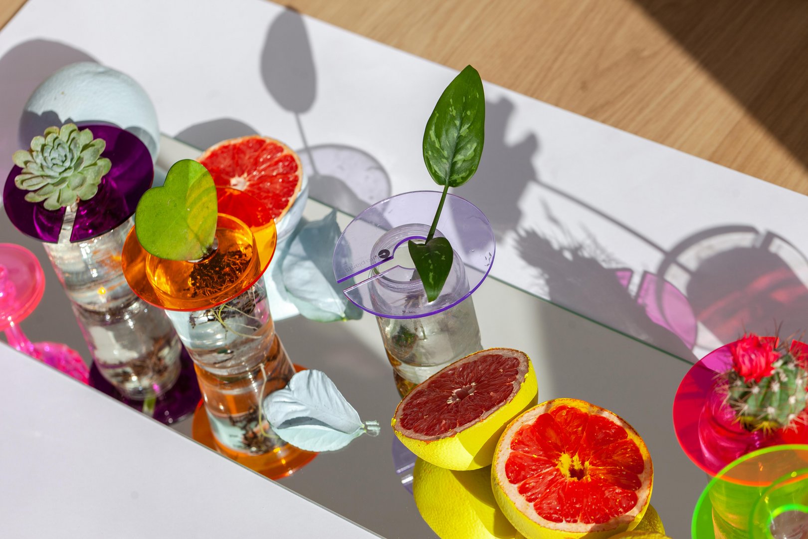 image Workshop teaches all about household plants