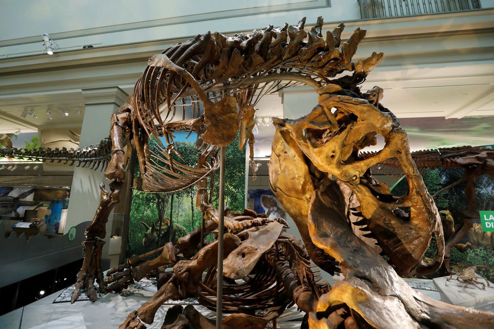 image Scientists propose Tyrannosaurus had three species, not just Rex