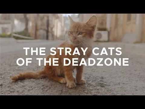 image The stray cats of the buffer zone