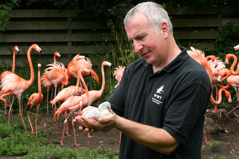 travel1 flamingos at llanelli wetland centre