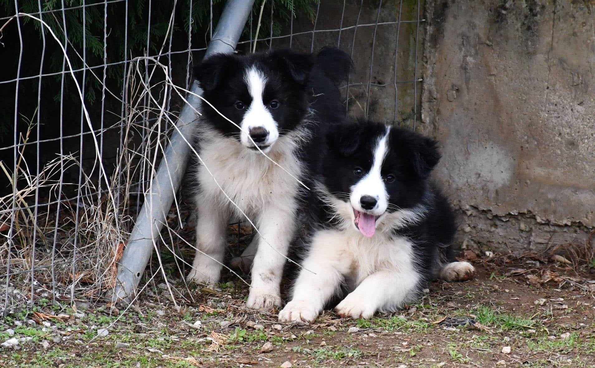 doggies as pups