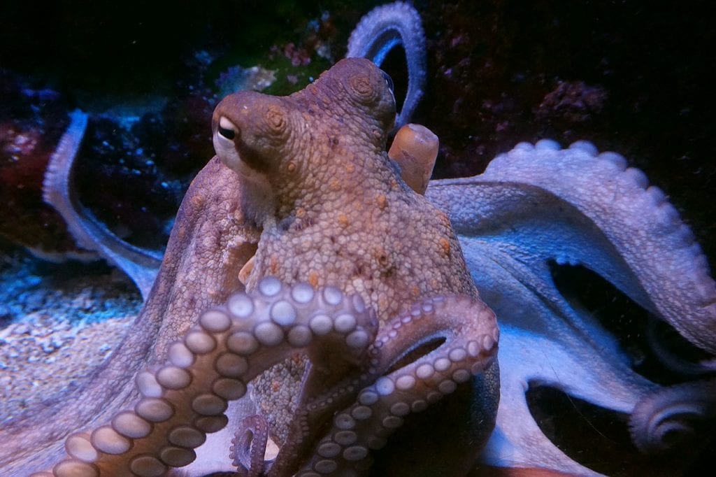 image Octopus farms raise huge animal welfare concerns &#8211; and they’re unsustainable too