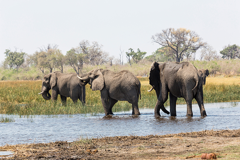 travel2 african bush elephants at okavango delta