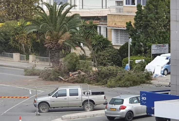 image Paphos Greens protest mass tree felling on ‘historic’ street