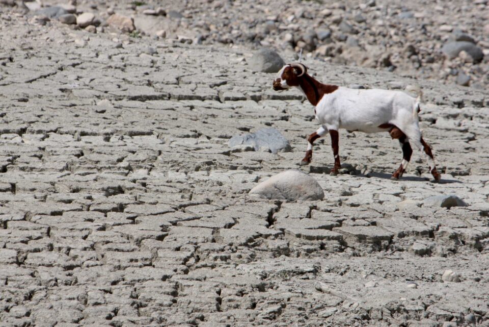 a goat walks on the dried up bed of kouris reservoir during the drought of 2008