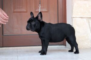 best in show at the last dog show was 7 month old french bulldog magnus opus giavana fire