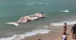 dead spermwhale israel