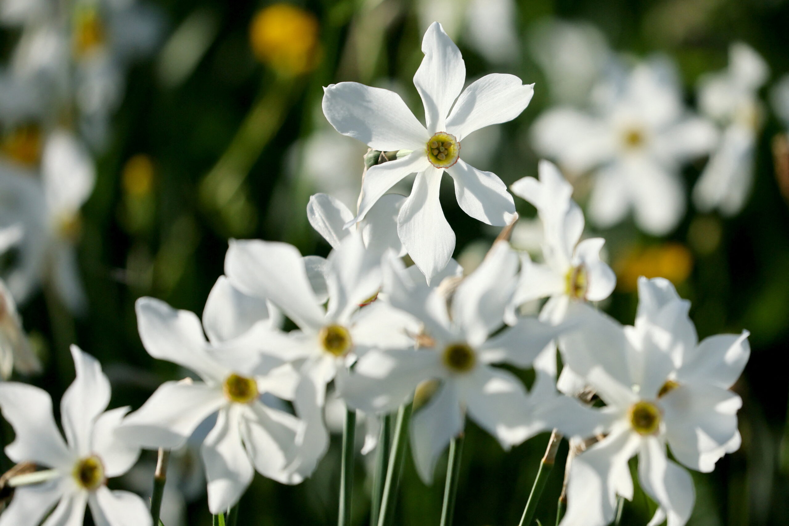 narcissi are pictured in full bloom in a meadow on a hot spring morning in glion
