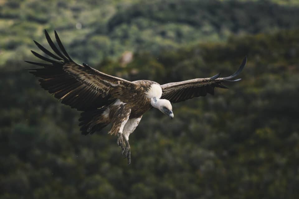 vulture images silvioar smallsize 2