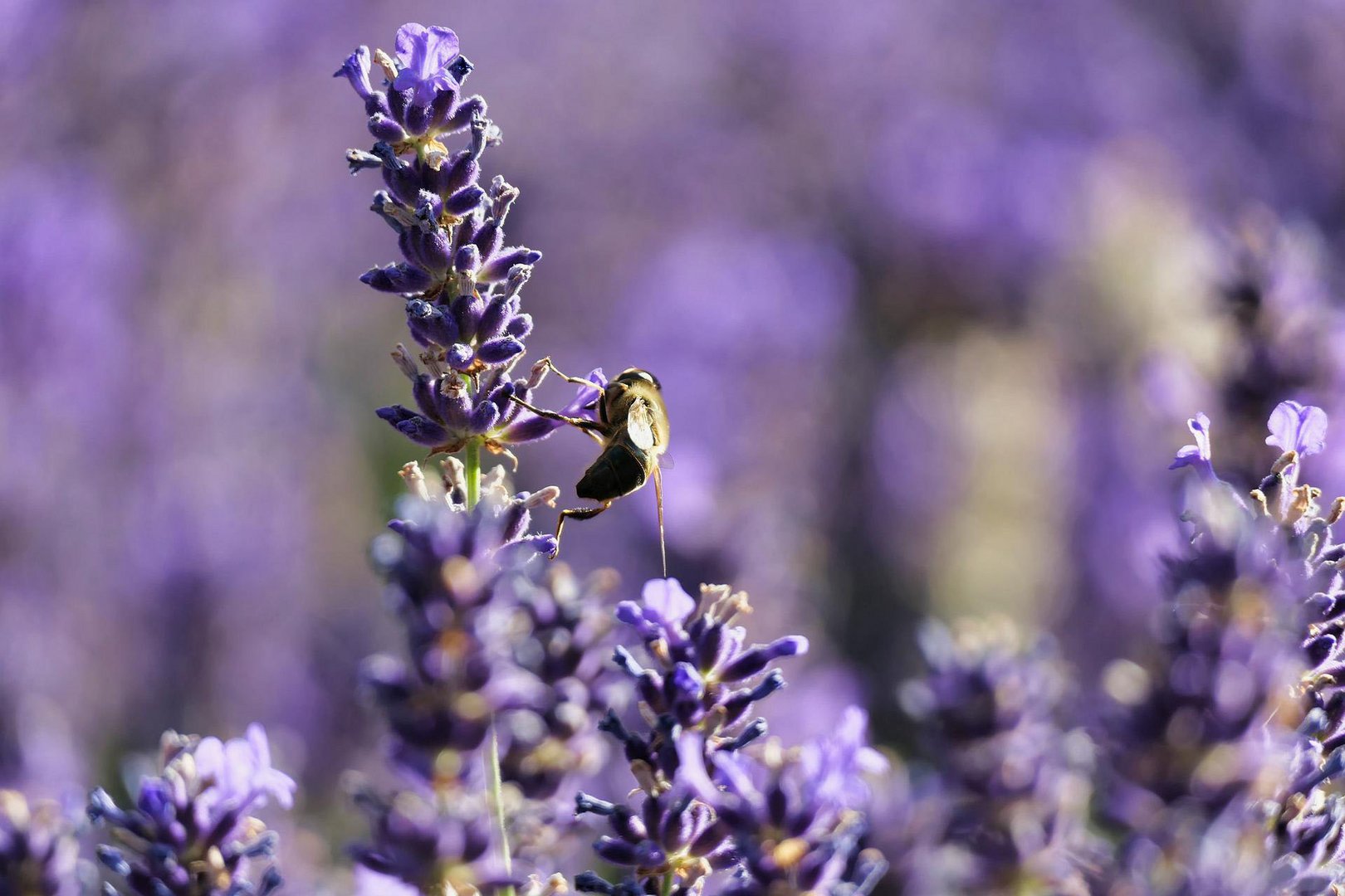 image Bee the change needed to help environment
