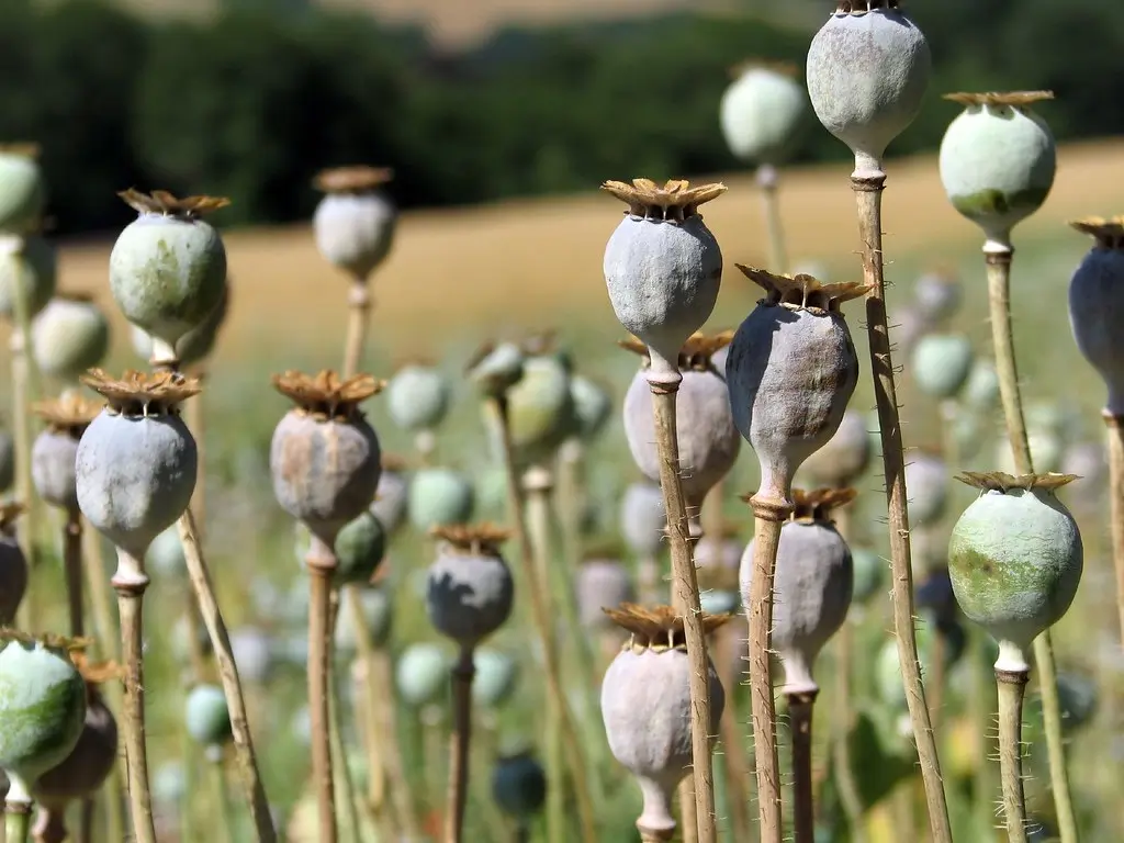 cover Third suspect arrested over seizure of dried poppy bulbs