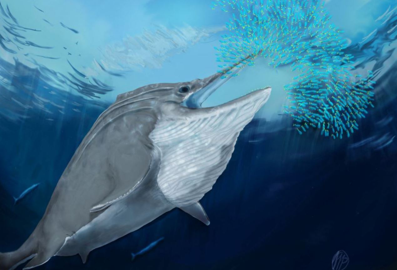 image Fossils of giant marine reptiles found high in the Swiss Alps