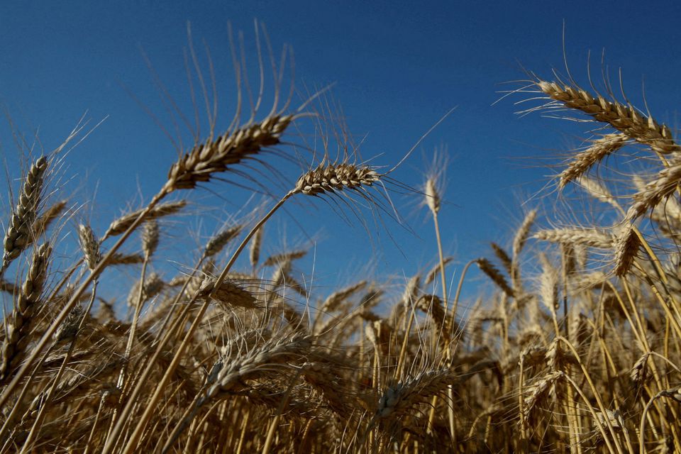 wheat ukraine egypt