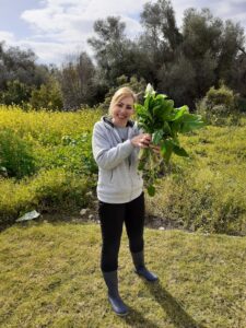 harvesting home grown spinach