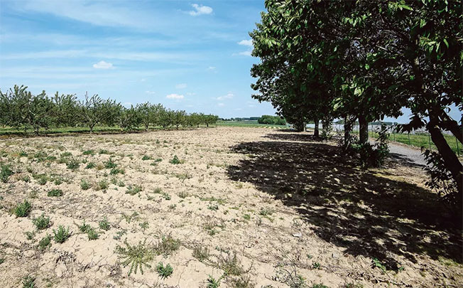 image French and Italian farmers count cost of storms and drought