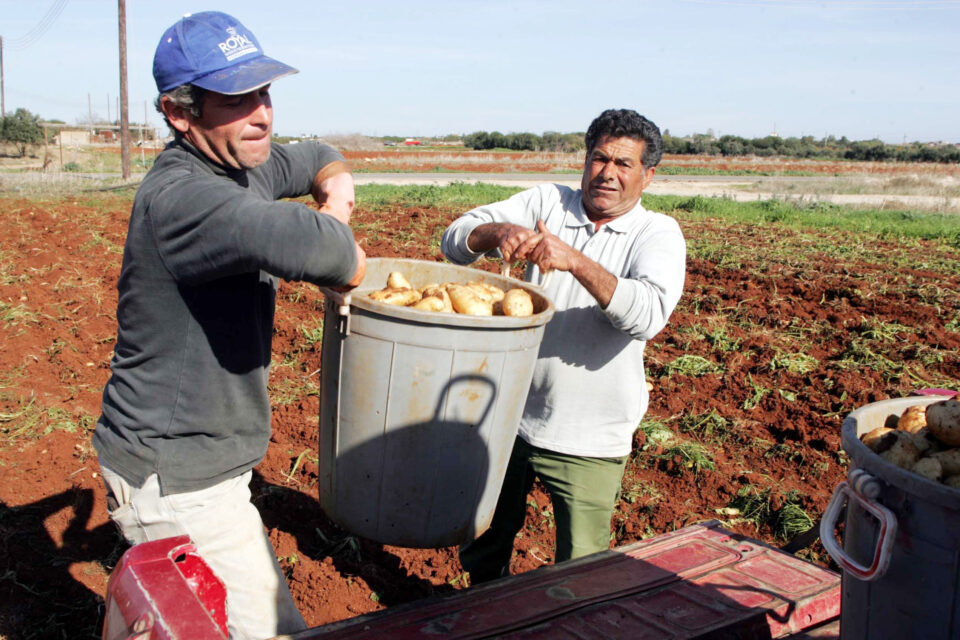 feature elias main pic cyprus is self sufficient when it comes to potatoes but not when it comes to everything needed to grow them