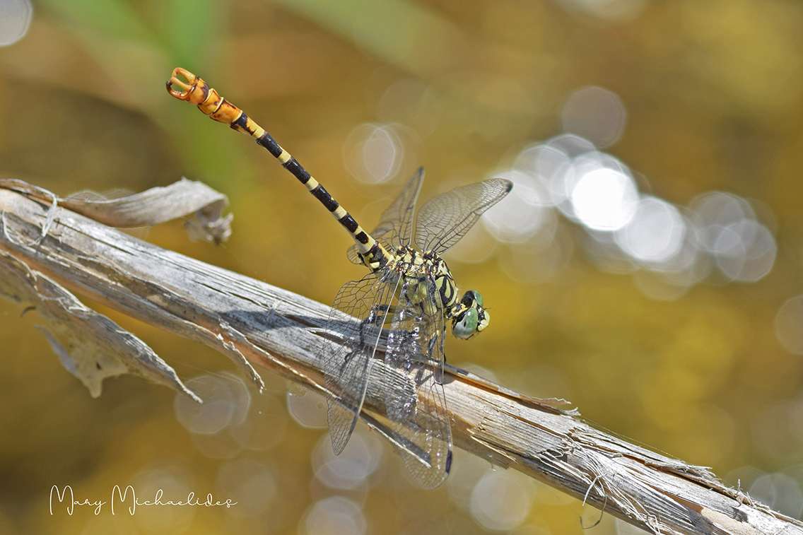 image All you need to know about dragonflies but didn&#8217;t ask
