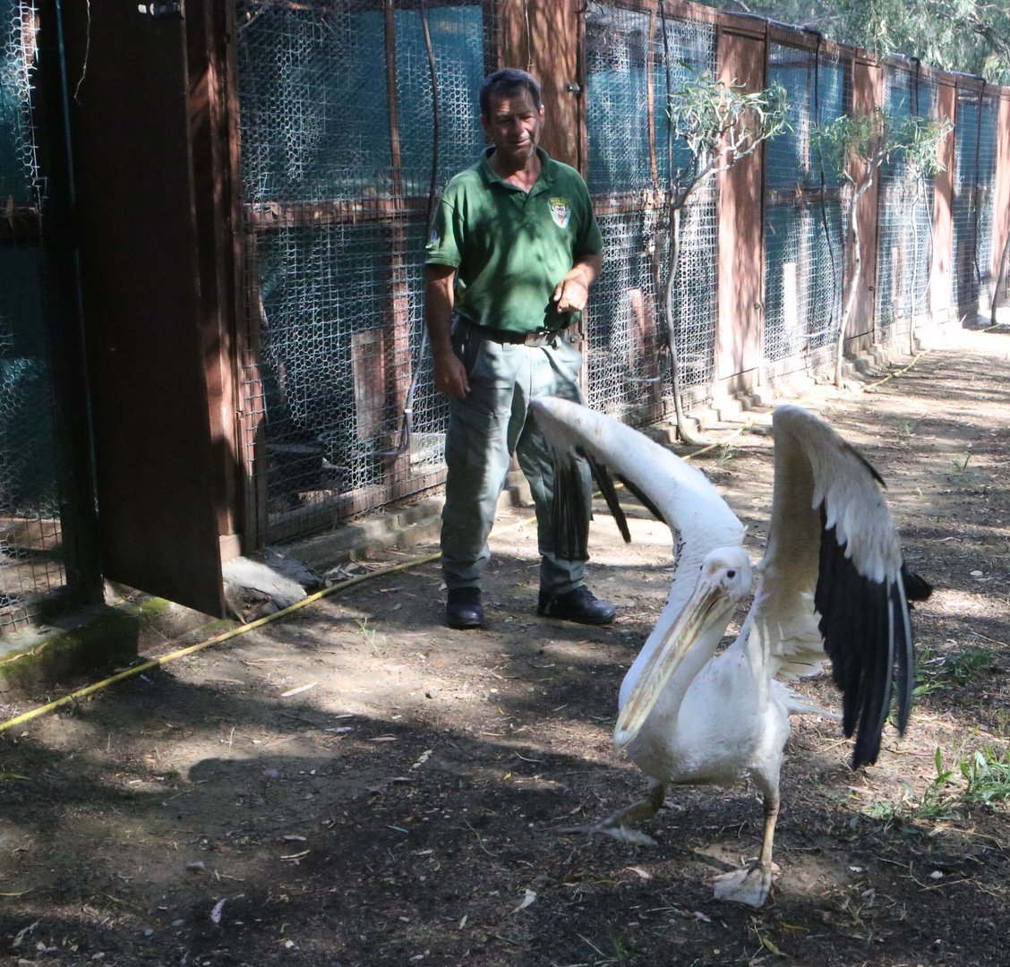 feature nick not just birds, but all wild animals in need are treated there