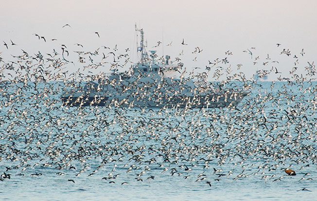 file photo: a vessel of the russian navy is seen through a flock of birds in the black sea port of sevastopol