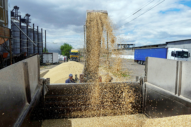 a worker loads a truck with grain at a terminal during barley harvesting in odesa region