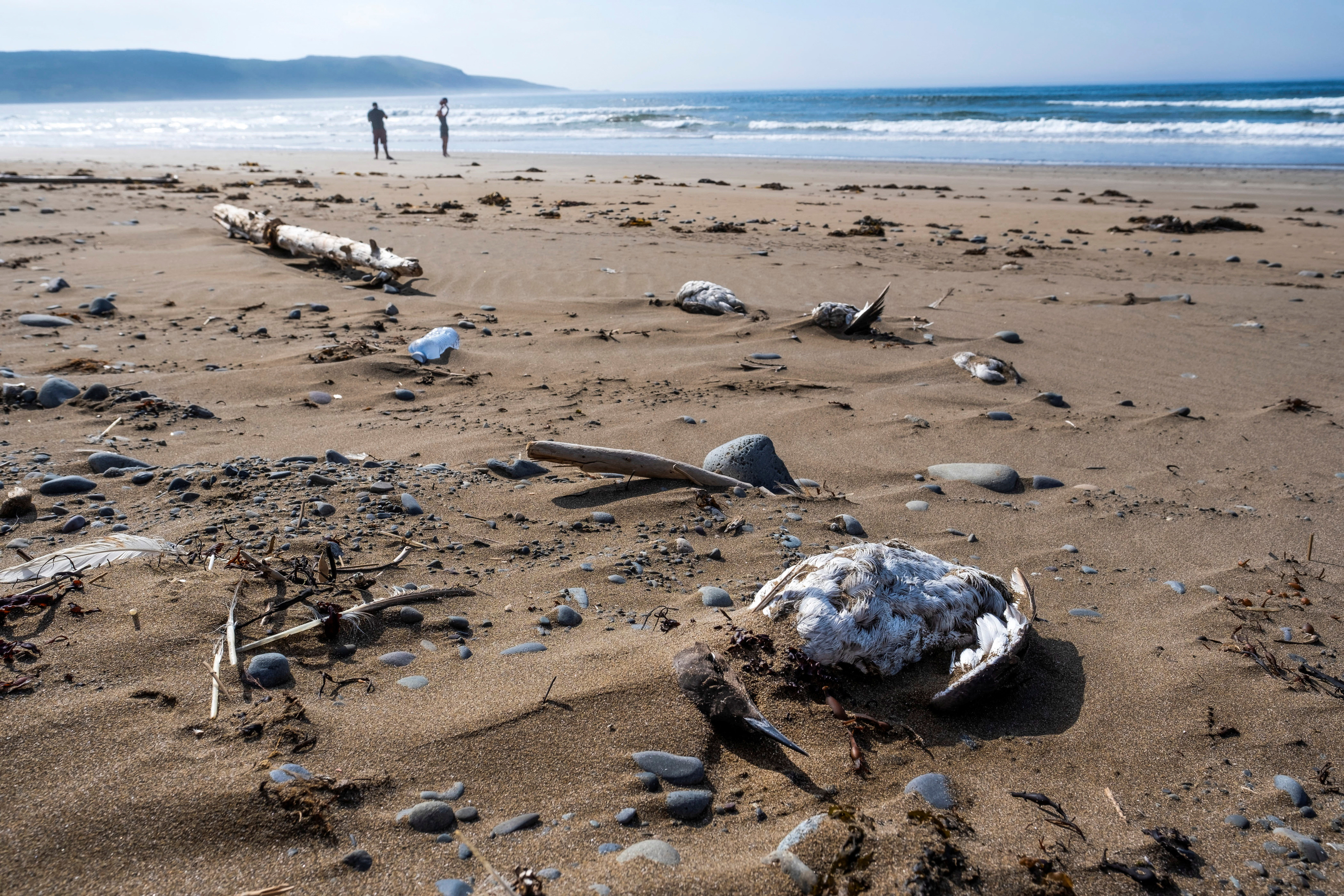 image Thousands of dead migrant seabirds wash up on Canada shore, avian flu suspected