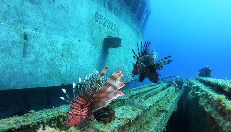 feature diving main the invasive lionfish is now a common sight