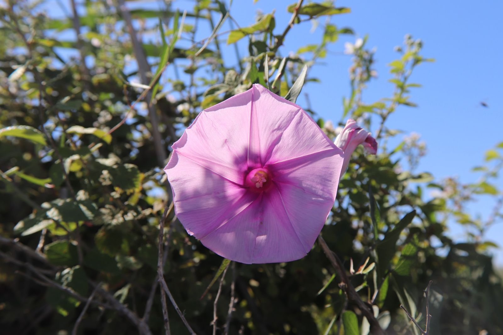 Project to protect critically endangered Akrotiri flower | Cyprus Mail