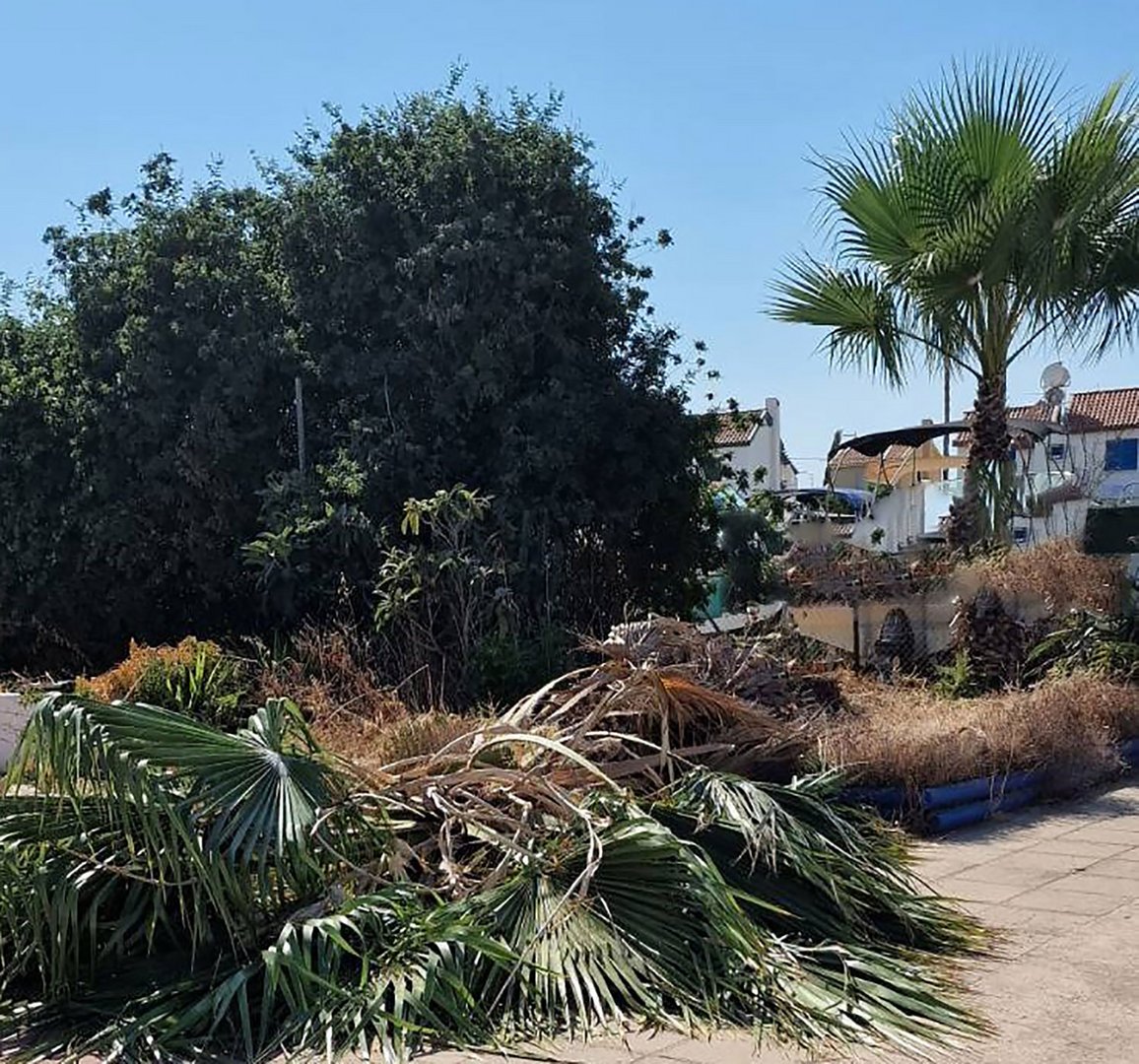 image Police probe palm tree injury