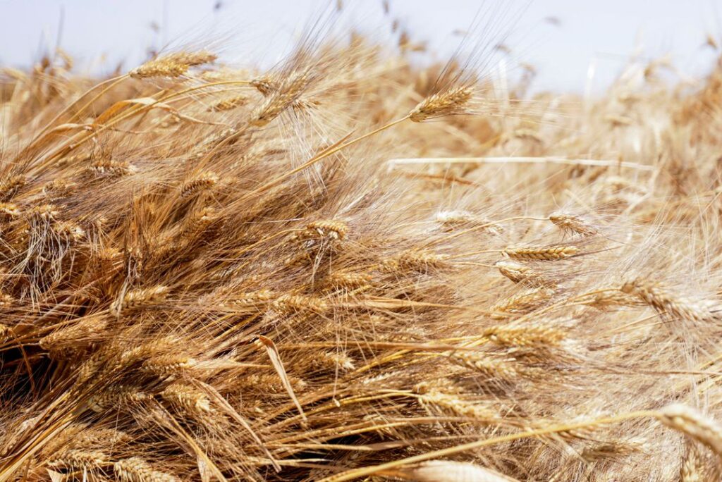 ukraine wheat egypt