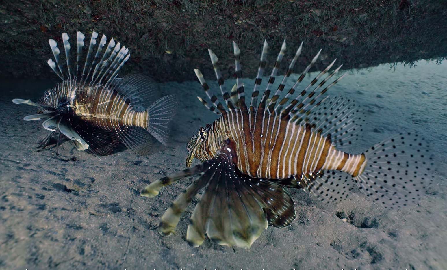 cover Artificial reefs delivering results in abundance
