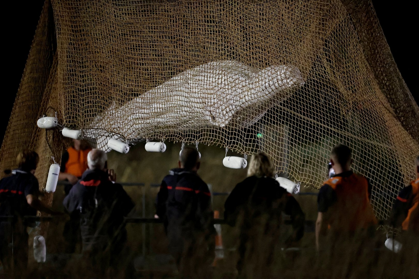 image Beluga whale that strayed into River Seine dies during rescue