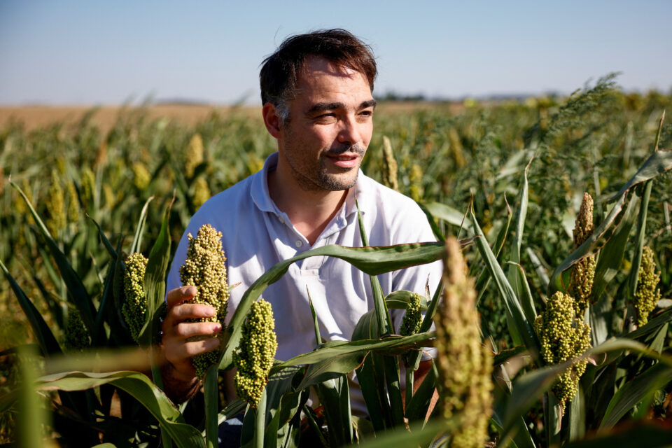 french farmer grows sorghum plants to adapt to climate change