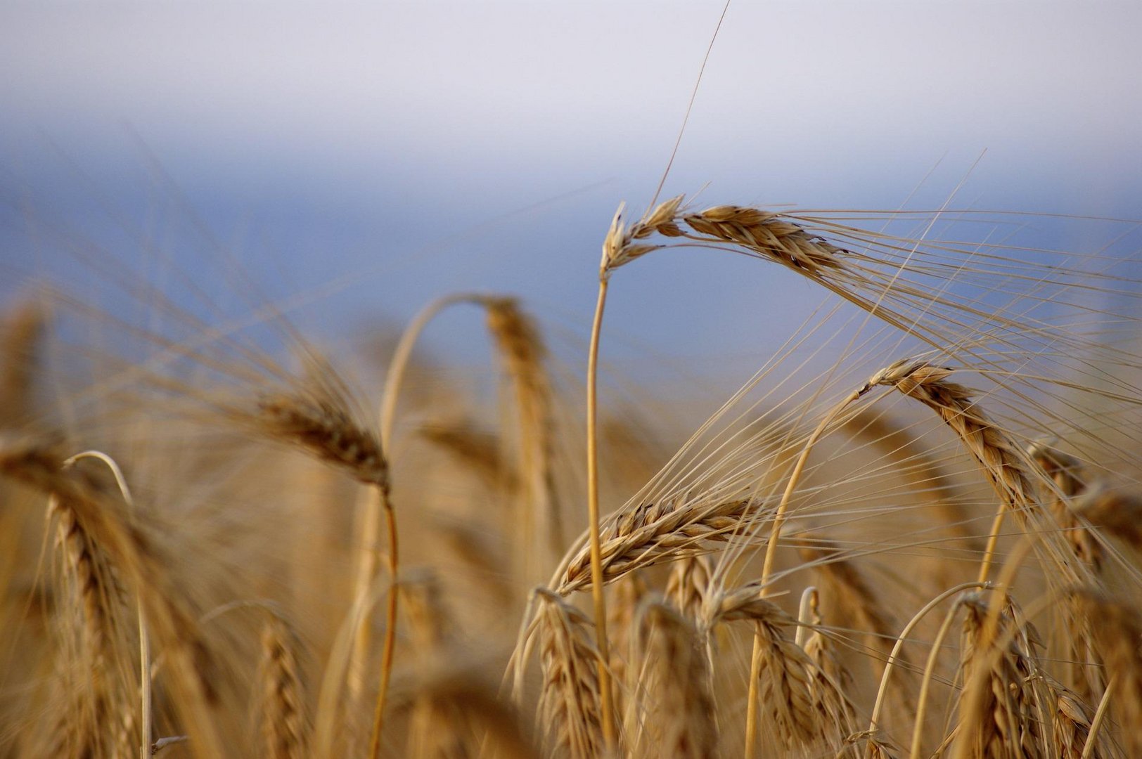 image Collapse of grain deal not thought to impact Cyprus 