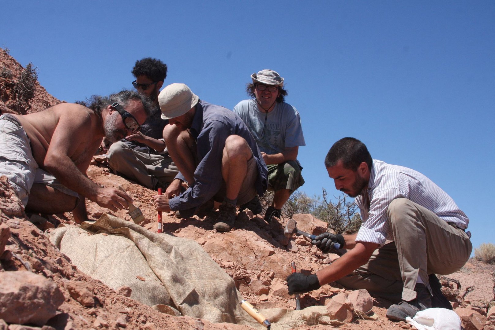 image Remains of small armour-plated dinosaur unearthed in Argentina