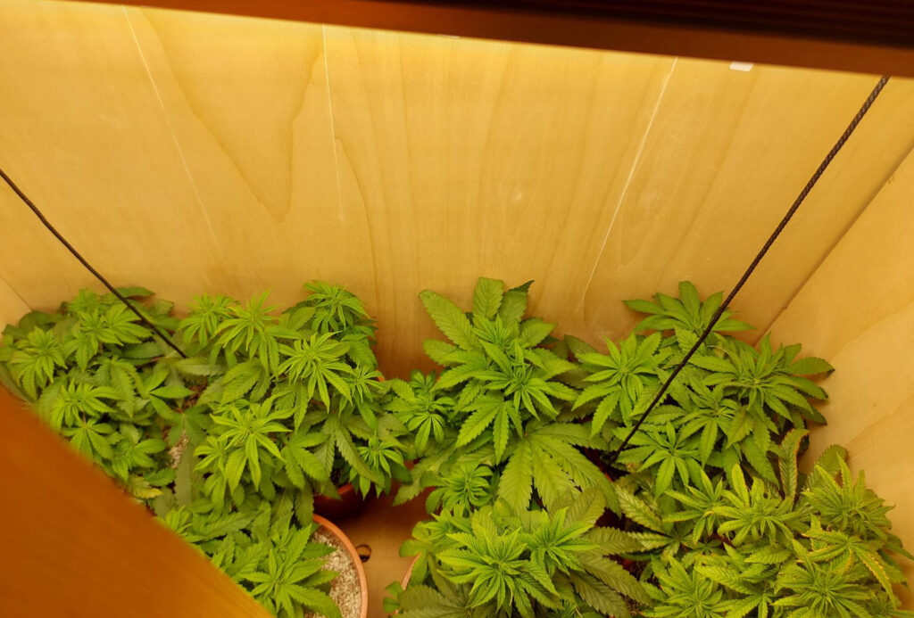 image Police bust home growing cannabis operation