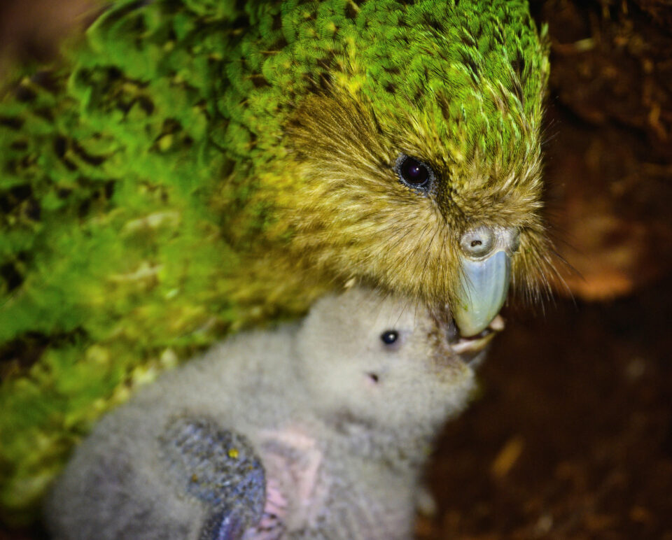 new zealand's endangered kakapo parrot gets a big population boost