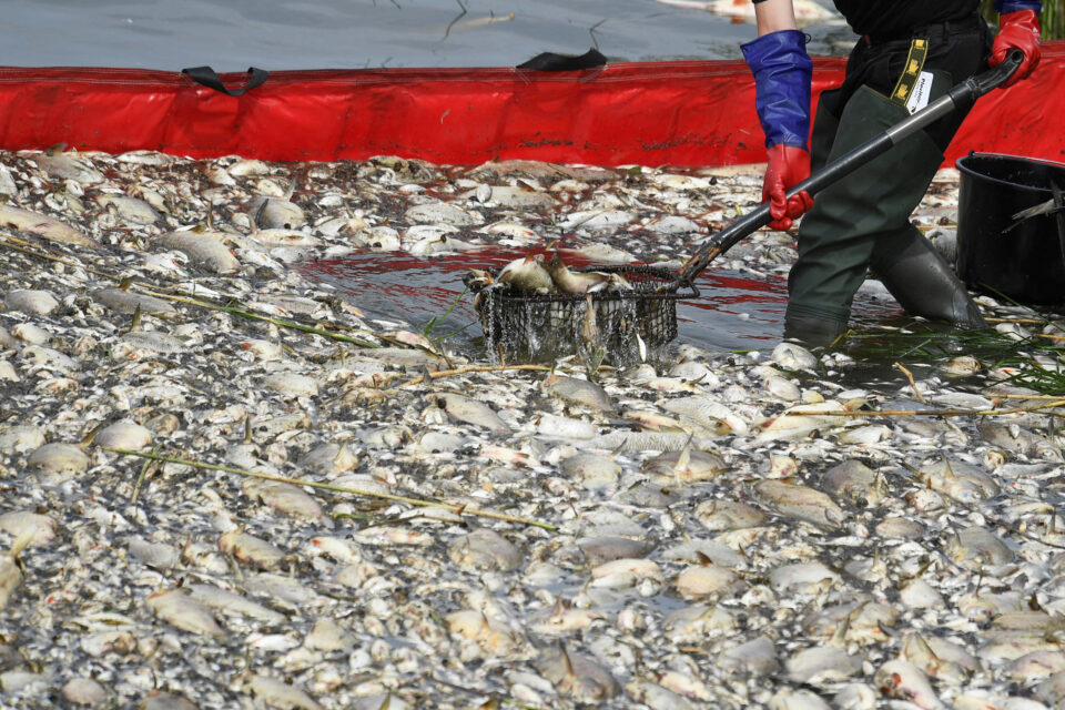 file photo: mass fish die off in river oder, in krajnik dolny