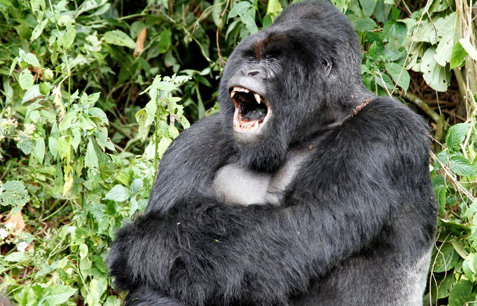 image Pivotal evolutionary change helped pave the way for human speech
