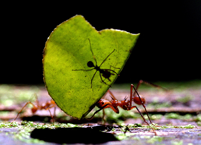 cover How many ants are crawling on Earth? Scientists say 20 quadrillion