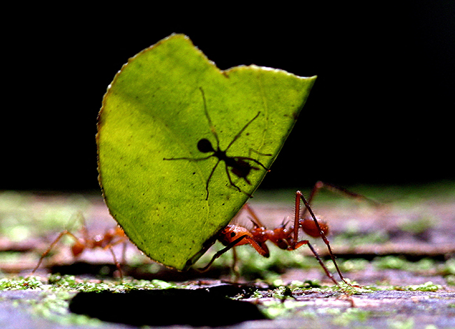 image How many ants are crawling on Earth? Scientists say 20 quadrillion