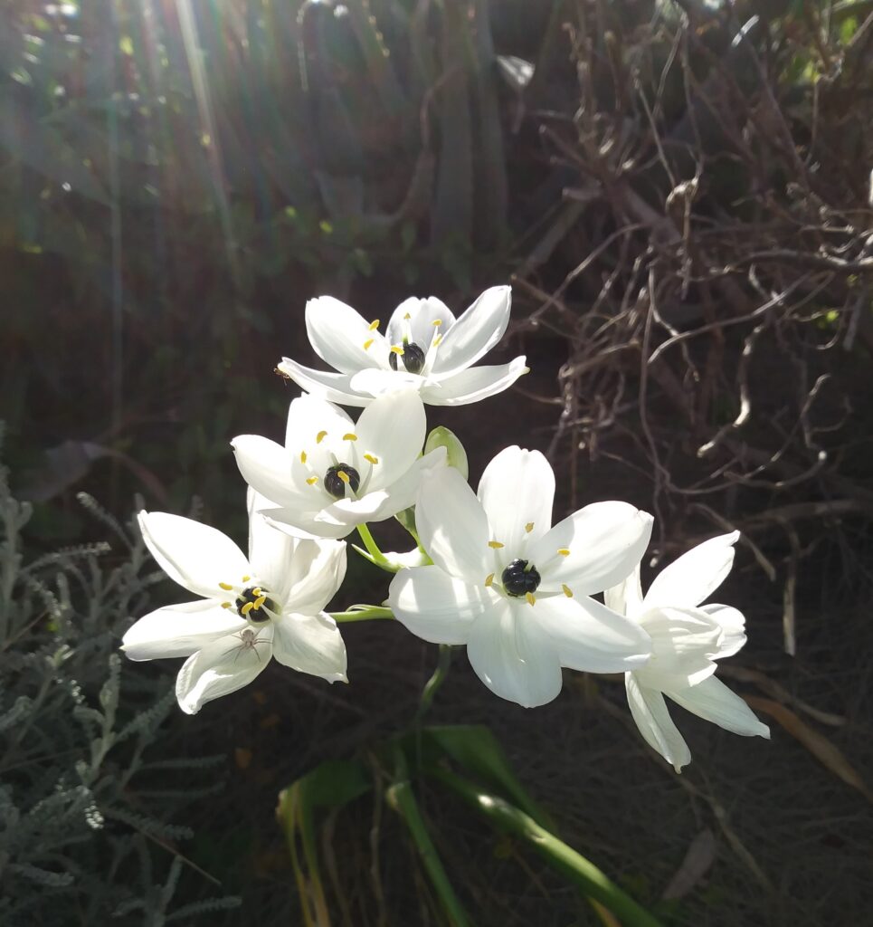 feature garden plant of month ornithogalum arabicum
