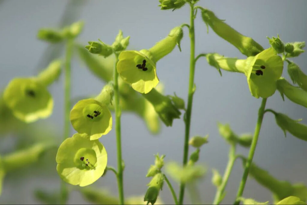 feature garden what to do nicotiana langsdorfii