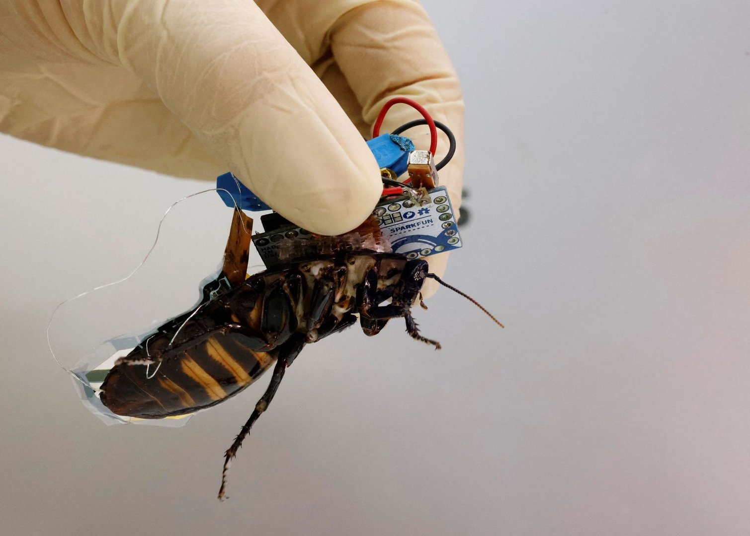image Meet Japan&#8217;s cyborg cockroach, coming to disaster area near you